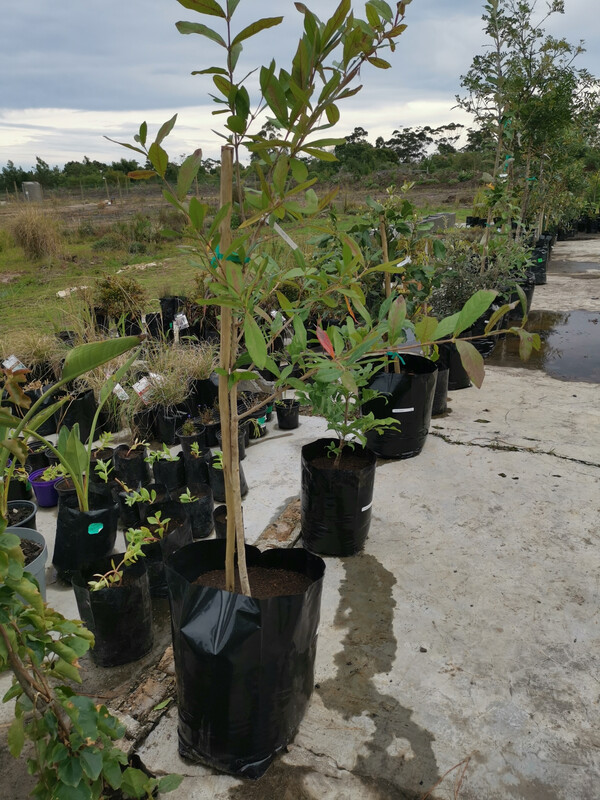 Combretum kraussii