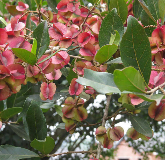Combretum kraussii
