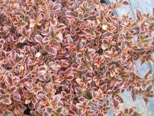 Coprosma Repens Pacific Sunrise
