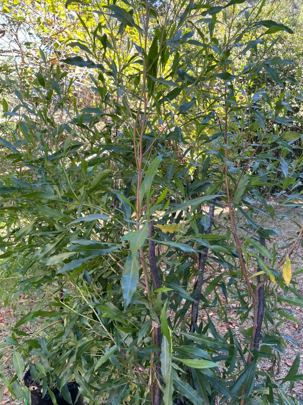 Dodonea Angustifolia