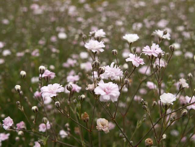 Gypsophila Paniculata Rosenschleier