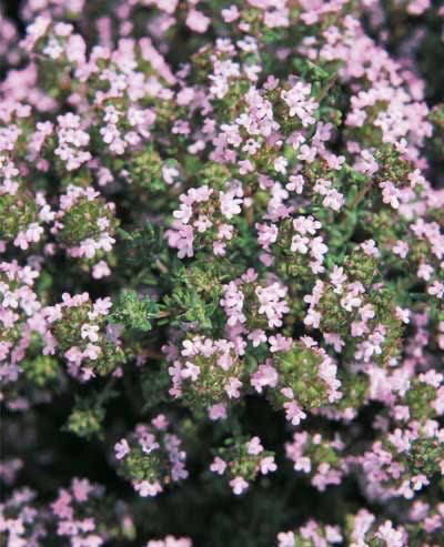 Thymus ‘Common’