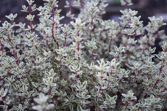 Thymus ‘Silver Posie’
