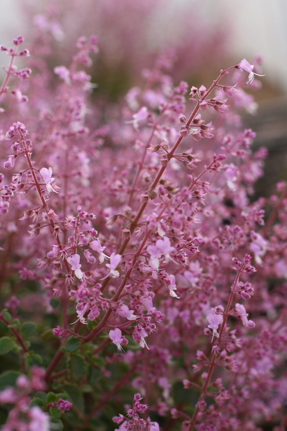 Plectranthus Chimanmaniensis