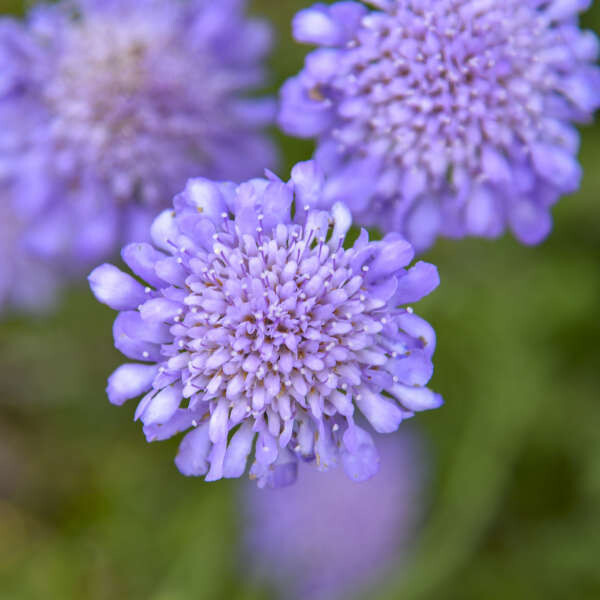 Scabiosa columbaria Blue Butterfly