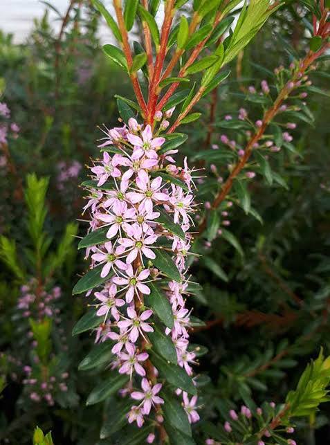 Agathosma ovata Glentana