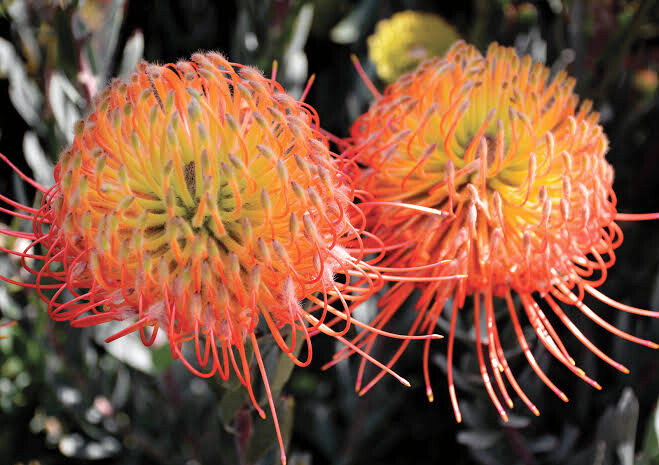 Leucospermum So Exquisite