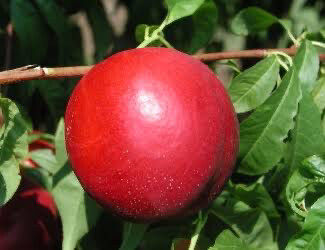 Nectarine Sunlite