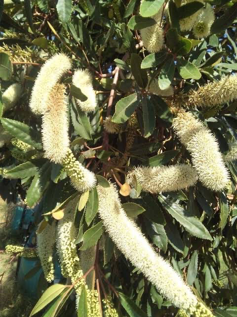 Cunonia Capensis