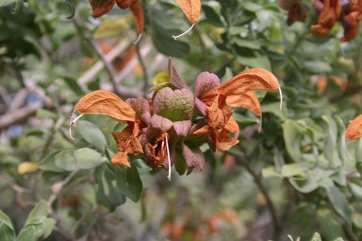 Salvia africana lutea