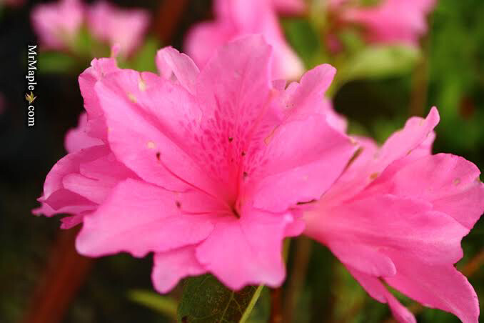 Azalea Small Pink
