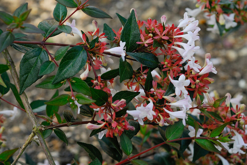 Abelia Grandiflora