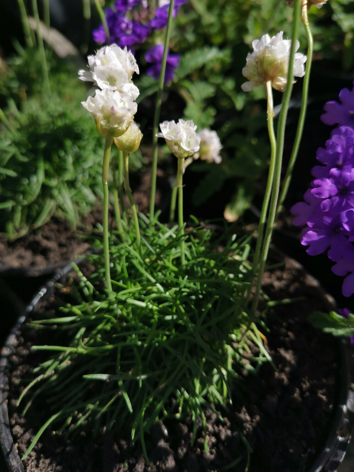 Armeria maritima Morning star white 15cm