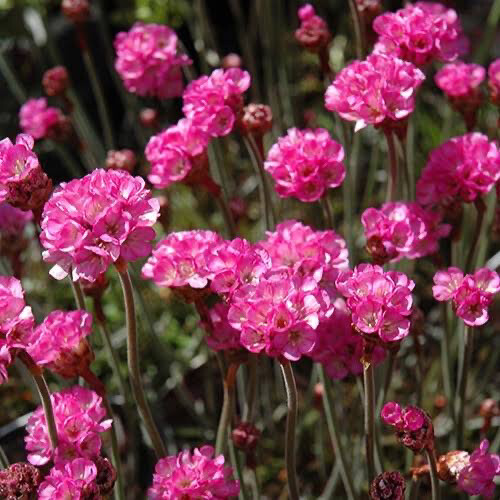 Armeria maritima Nifty Thrifty