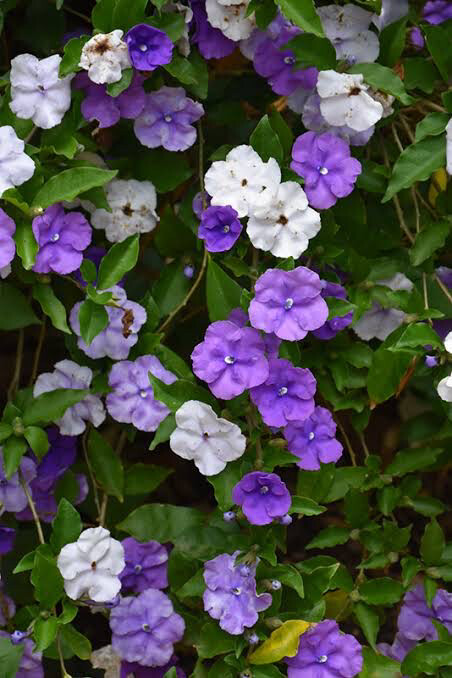 Brunfelsia Pauciflora Eximia