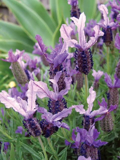 Lavandula St. Winter Lace