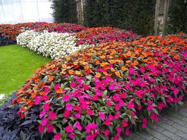 Sunpatiens, Assorted