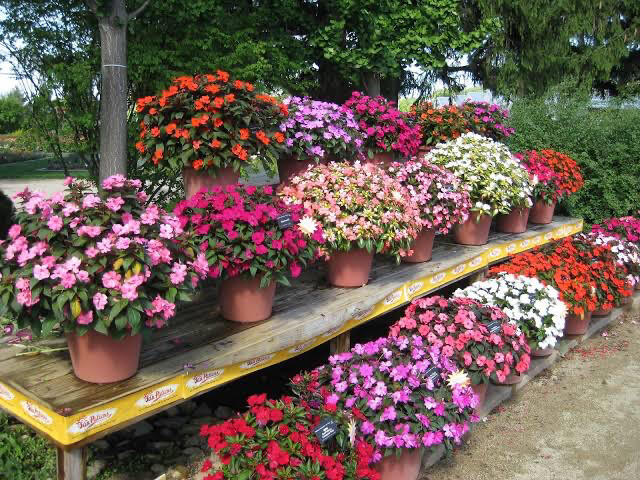 Sunpatiens, Assorted