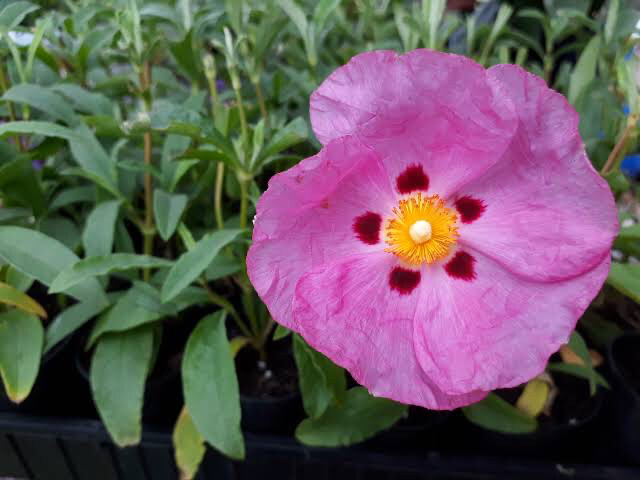 Cistus Brilliancy