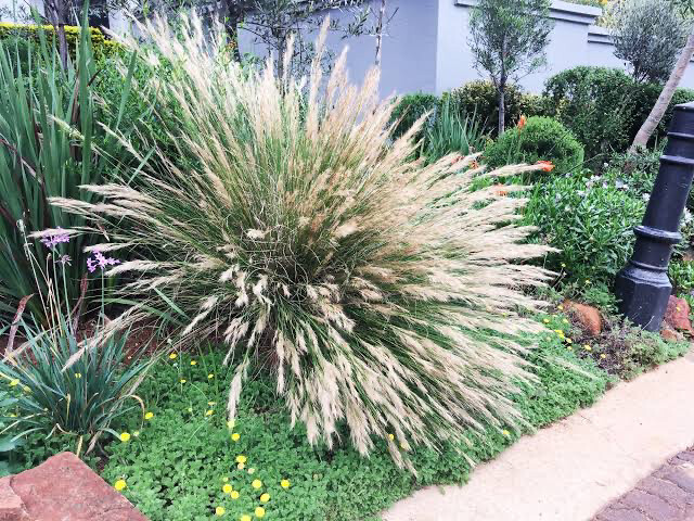 Aristida junciformis