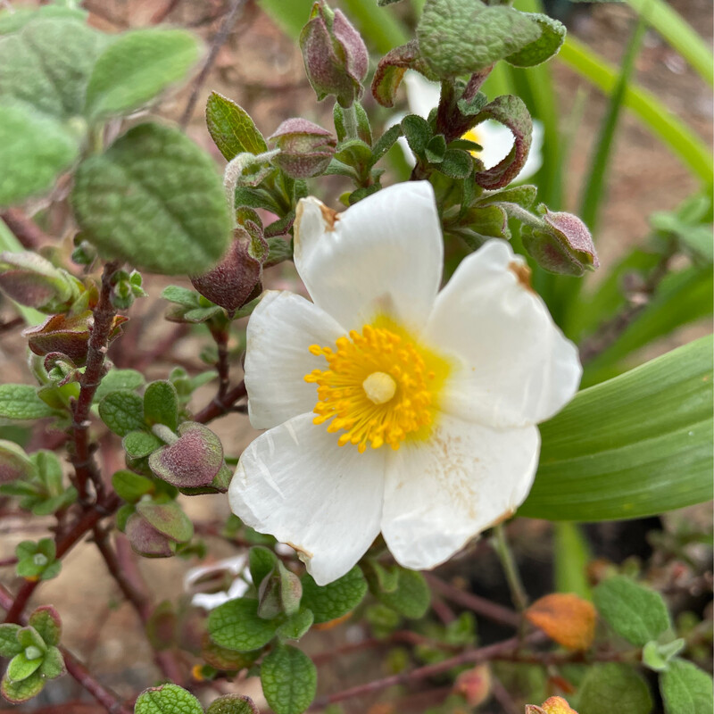Cistus