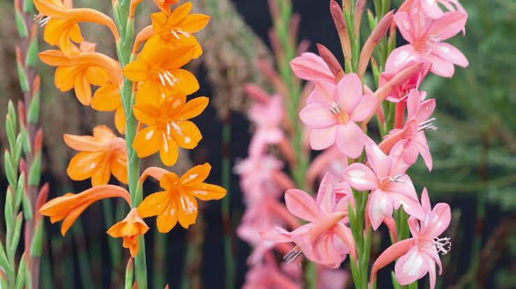 Watsonia Assorted
