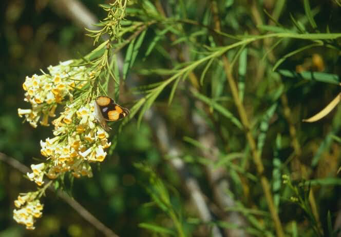 Freylinia lanceolata