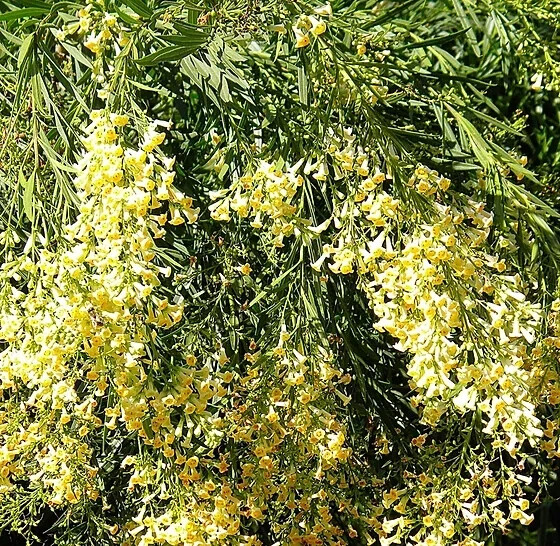 Freylinia lanceolata