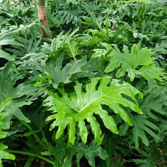 Philodendron Kubla Khan