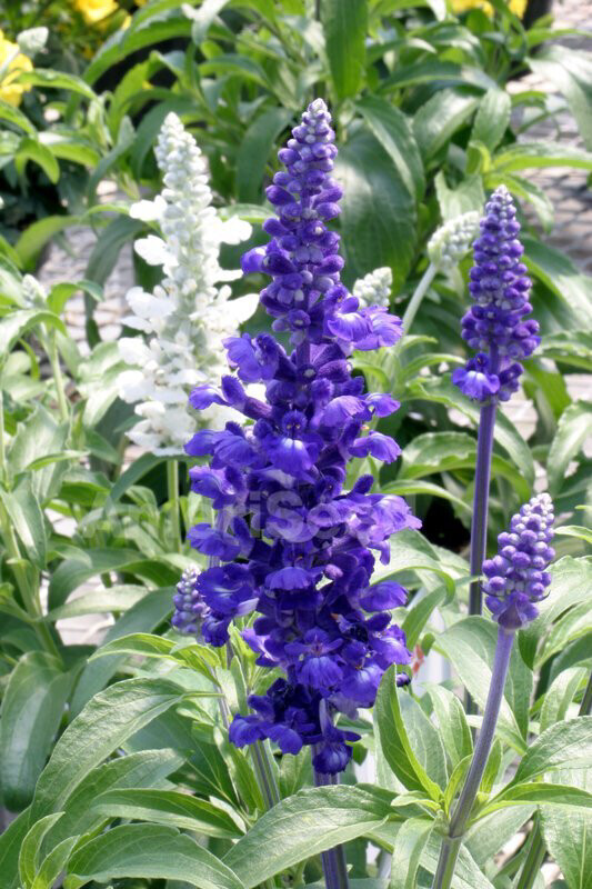 Salvia Farinacae