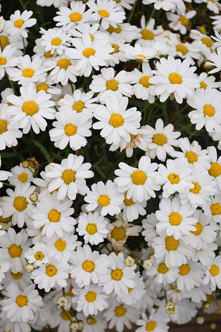 Argyranthemum Madeira white