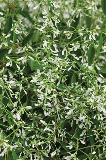 Euphorbia Glitz
