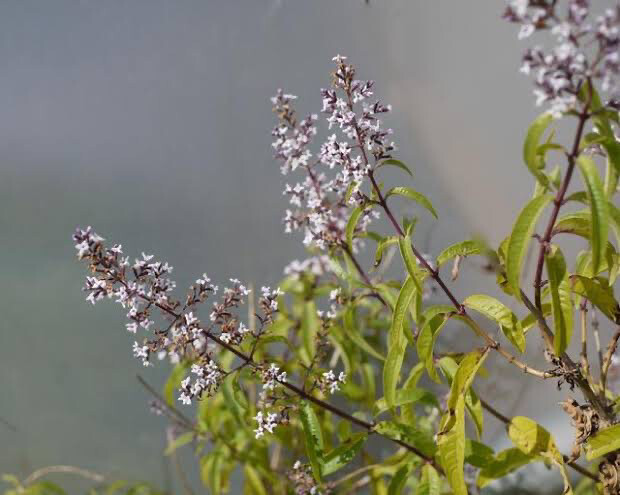 Aloysia Triphylla