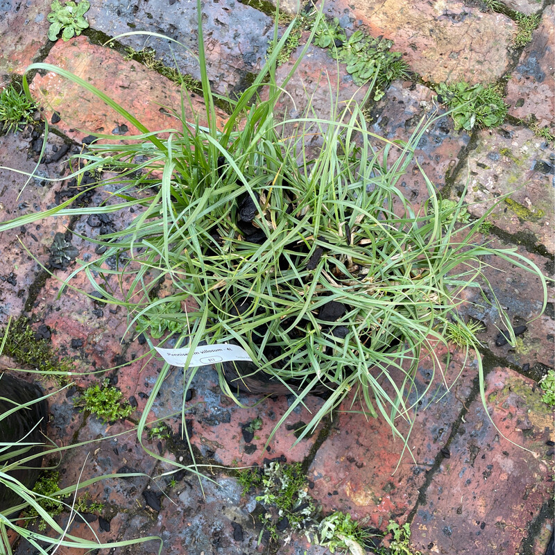 Pennisetum Villosum