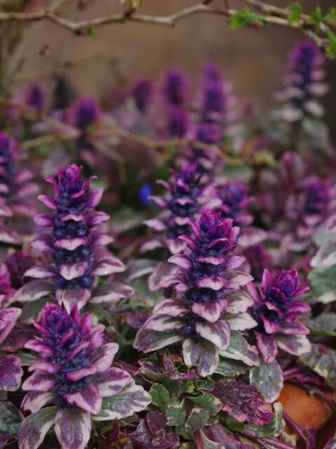 Ajuga Reptans Burgundy Glow