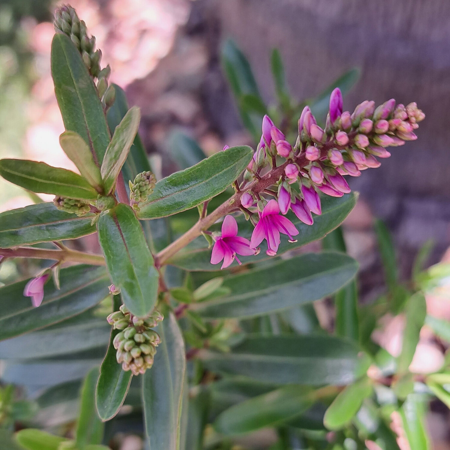 Hebe ‘Wiri Joy’