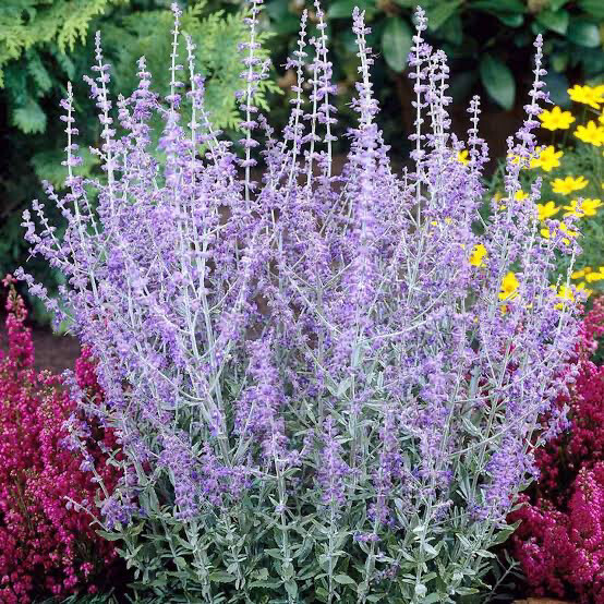 Perovskia atriplicifolia &#39;Blue Spire&#39;