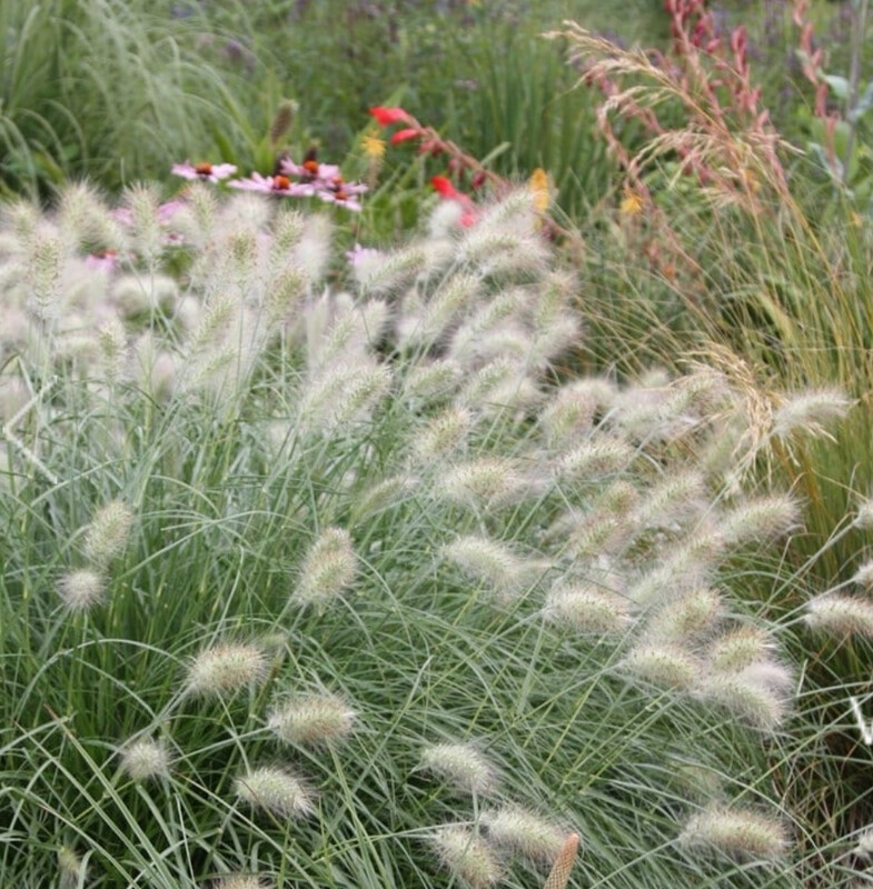 Pennisetum Villosum