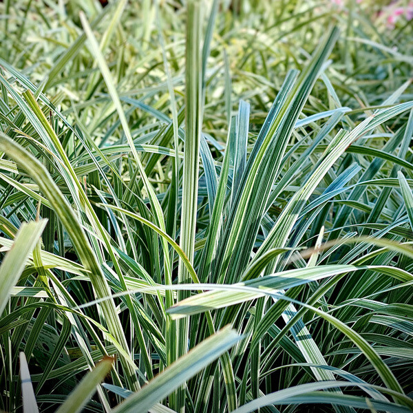 Variegated mondo grass