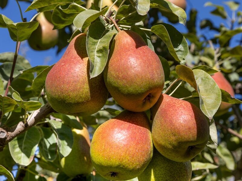 Pear Forelle