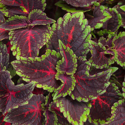 Coleus Torchlight