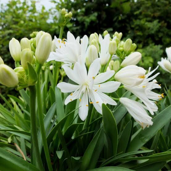 Agapanthus Double Diamond