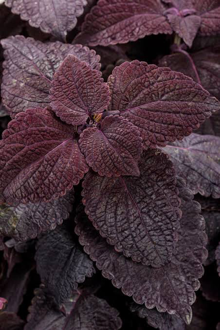 Coleus Newly Noir