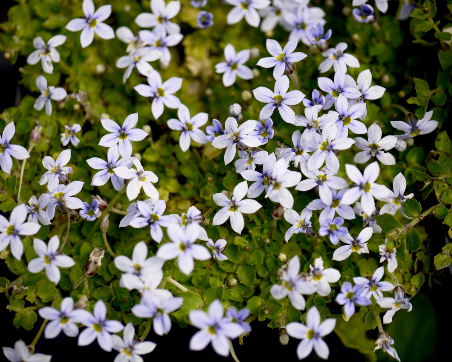 Pratia Pedunculata