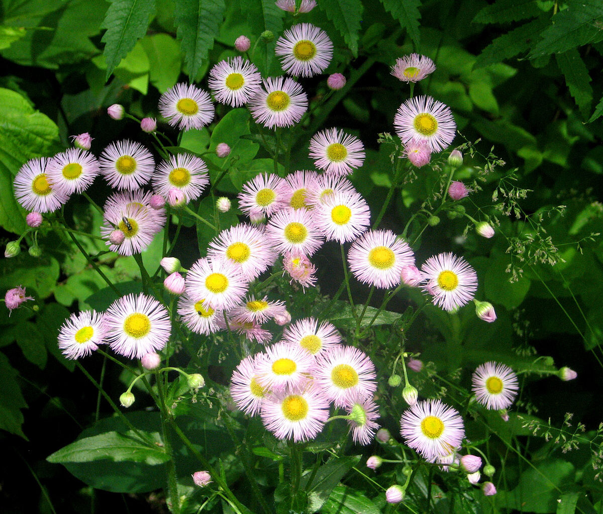 Erigeron