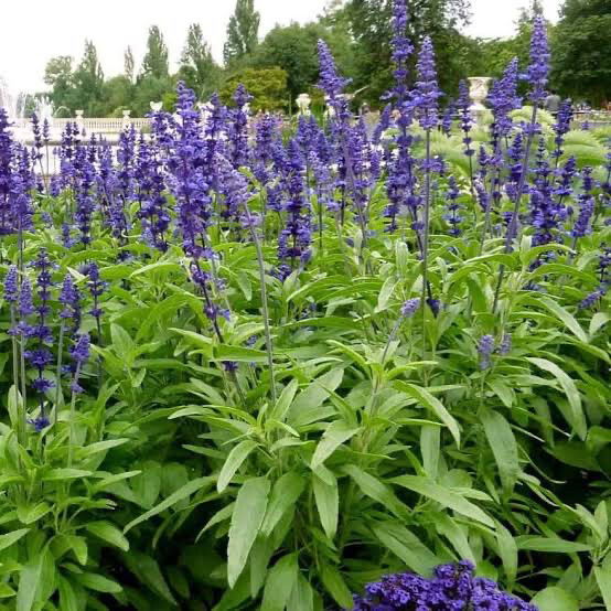 Salvia Bees Blue