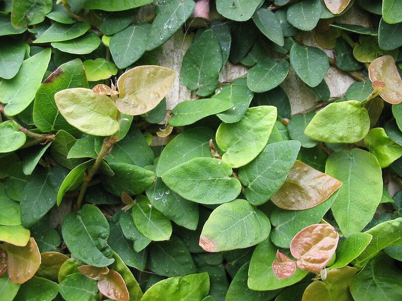 Ficus Pumila