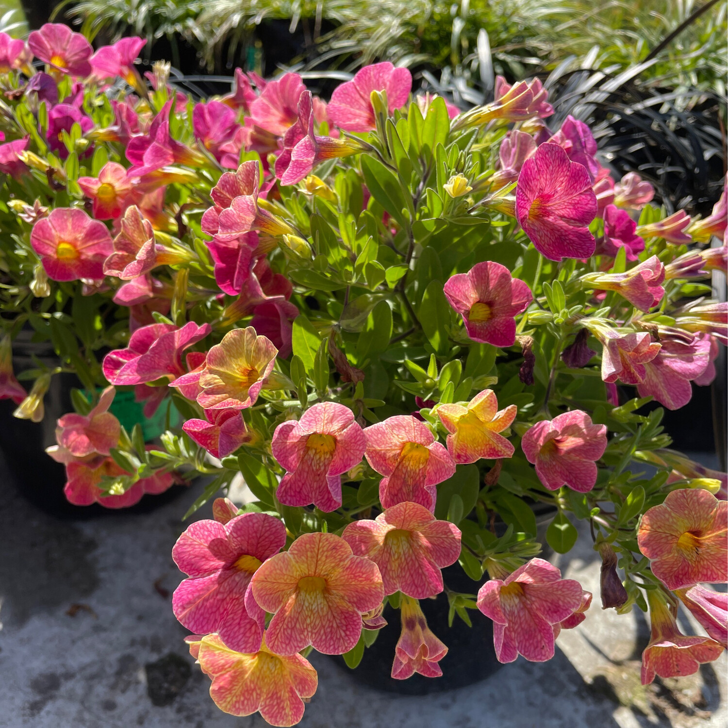 Calibrachoa Cha Cha Diva Apricot