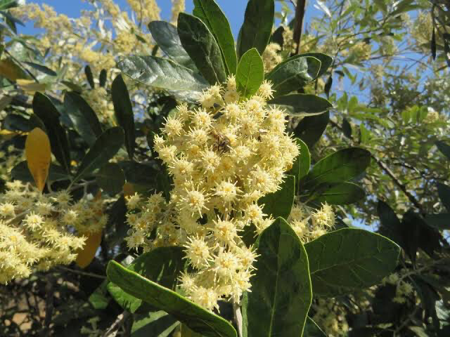 Brachyleana discolor