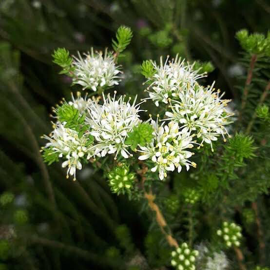 Agathosma Wilderness White